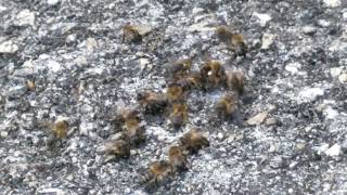 Muere abeja Reina  Espectáculo único  Mafivar [upl. by Sutit]