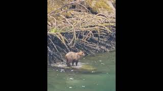 Grizzly Bear Searching for Snacks  Prince Rupert British Columbia wildlife bear [upl. by Fulks]