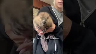 Rescued baby beaver returns home beavers rescue shorts animals cute [upl. by Ymmas]