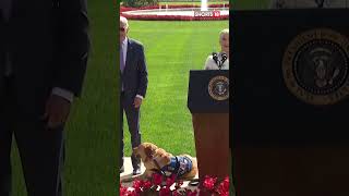 Biden Sparks Laughs With Selma Blairs Service Dog  Joe Biden News  US News  N18S  shorts [upl. by Yma]