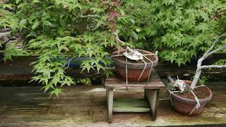 THE OMIYA BONSAI VILLAGE [upl. by Dumond]