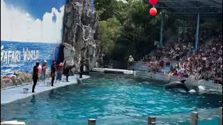 Dolphin show at safari world bangkok [upl. by Ahtelrac395]