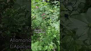 Allamanda  apocynaceae family shorts shortviral video shortvideo videoshort [upl. by Xonel]