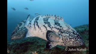 Black Rockcod  Epinephelus daemelii [upl. by Danczyk]