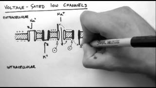 Action Potentials 2  VoltageGated Ion Channels [upl. by Gibbon]