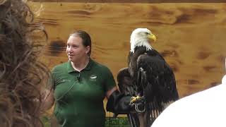 VISIT THE EXCELLENT SITKA RAPTOR CENTER [upl. by Eittod]