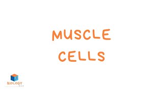 Muscle Cells KS3 Specialised Cells  Muscle Cell Adaptations [upl. by Eissirhc141]