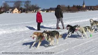 Schlittenhunderennen Hammerbrücke Vogtland am 16022019 [upl. by Hurlee]