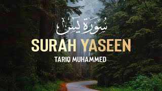 Surah Yaseen Qari Tariq Muhammed سوره یس القاری طارق محمد [upl. by Elleb]