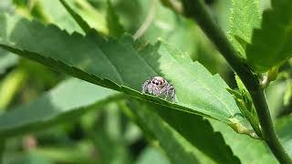 Jumping Spider selyan1980 [upl. by Igenia]