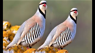 Το Κελάηδισμα της Νησιώτικης πέρδικας Alectoris chukar special Birds call song [upl. by Nuawd]