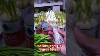 বোতলে রসুন চাষ করবেন কিভাবে  growing garlic facts gardening shorts [upl. by Kcim]