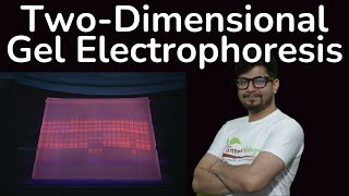 Two dimensional gel electrophoresis in Hindi  2d gel electrophoresis principle explained [upl. by Hallette]