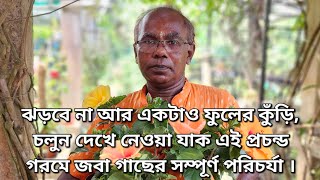 ঝড়বে না আর একটাও ফুলের কুঁড়ি চলুন দেখে নেওয়া যাক এই প্রচন্ড গরমে জবা গাছের সম্পূর্ণ পরিচর্যা । [upl. by Aimal]