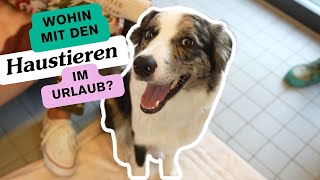 In den Urlaub reisen mit Haustier 🐶🌴 Wir fragen im Tierheim München nach was zu beachten ist [upl. by Zailer]