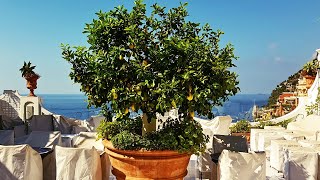 5 Reasons Why LEMONS are the BEST Fruit Tree to GROW in Containers or Pots [upl. by Eustace611]