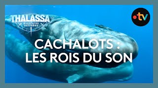 SON Cet animal émet léquivalent dun avion à réaction au décollage  Thalassa [upl. by Assilaj]