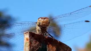 Dragonfly Close Up Video HD [upl. by Cupo]