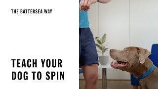 Teach your dog to do a spin  The Battersea Way [upl. by Olivette]