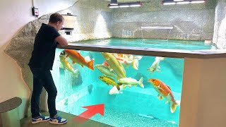 I Visit The Most Amazing Indoor Koi Pond [upl. by Daryn]