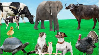 Familiar Animals Around Us Dog Cat Chicken Duck Cow Turtle Elephant Buffalo  Animal Sounds [upl. by Sanbo]