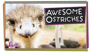 Ostriches The Worlds Biggest Birds  Biology for Kids  SciShow Kids [upl. by Noryahs]