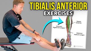 4 Tibialis Anterior Exercises [upl. by Muire]