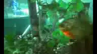 fish 13 piranha Vs black belt cichlid [upl. by Nerty803]