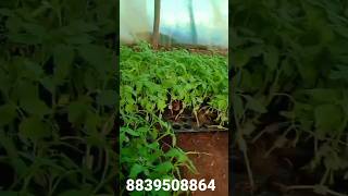 How To Grow Grafted Brinjal amp Tomato Grafted plant [upl. by Aleel198]