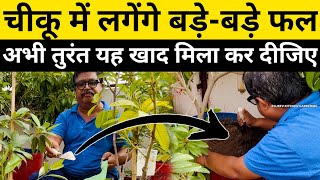 लगेंगे चीकू में बड़ेबड़े फल अभी तुरंत यह खाद मिला कर दीजिए  How to grow Chiku in pot  Chiku Plant [upl. by Winfred591]