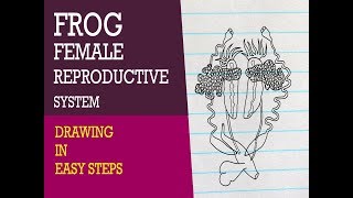 How to draw frog female reproductive system in easy steps  ncert class 11 Biology  CBSE XI Science [upl. by Okechuku]