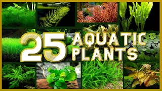 Types of Aquatic Plant for your Aquarium [upl. by Annayram]