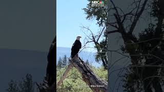 Video of bald eagle on the Bitterroot River [upl. by Yellek639]