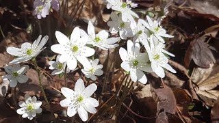 Ontario Spring Woodland Wildflower Hunt [upl. by Ayhtak]