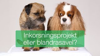 Inkorsningsprojekt eller blandrasavel [upl. by Ollie]