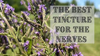 The BEST Nervous System Herb  Making Blue Vervain Tincture [upl. by Netsrek458]