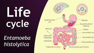 Life cycle of Entamoeba histolytica  parasitology  Basic Science Series [upl. by Neelrihs]