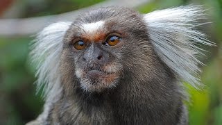 Whooping gibbons at the Owl amp Monkey Haven Isle of Wight [upl. by Landes246]