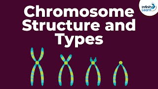 Genetics  Chromosome Structure and Types  Lesson 18  Dont Memorise [upl. by Olpe]