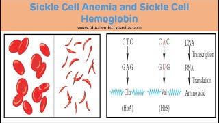 Sickle Cell Anemia Biochemistry  Sickle Cell Anemia [upl. by Otrebron]