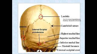 Norma occipitalis of the skull [upl. by Falzetta675]