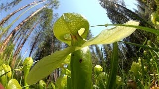 Predatory Plants Lure of the Cobra Lily [upl. by Ken]