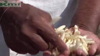 सफेद मूसली की छिलाई 9926054093 9977481791  WHITE MUSLI PEELING  KALIYA MUSLI FARM [upl. by Brigitte]