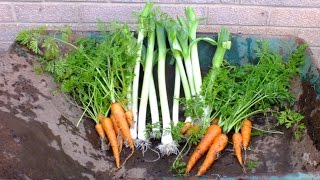 How to grow organic vegetables Leeks amp Carrots in pots in your garden Home Grown Veg [upl. by Buhler]