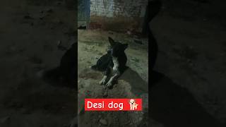 Desi dog  dog  dogs dog shorts short shortvideo viralvideo viralshorts trending youtube [upl. by Acirat]