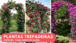 10 ESPÉCIES DE PLANTAS TREPADEIRAS PARA IDENTIFICAÇÃO [upl. by Ssej]