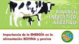 Importancia de la Energía en la alimentación bovina Balance energético negativo [upl. by Wallace]