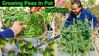 ऐसे उगाता हूँ छत पर ढेर सारी मटर गमले में  How To Grow Peas In Pot From Seed To Harvest In 60 Days [upl. by Ossy]