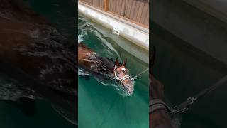 Top Equine Expert Reveals Shocking Swimming Secrets youtubeshorts [upl. by Odnam]