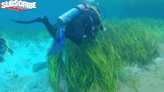 Grass Grass Everywhere scubadiving scubadivingaddicts scubatravel [upl. by Neelat]